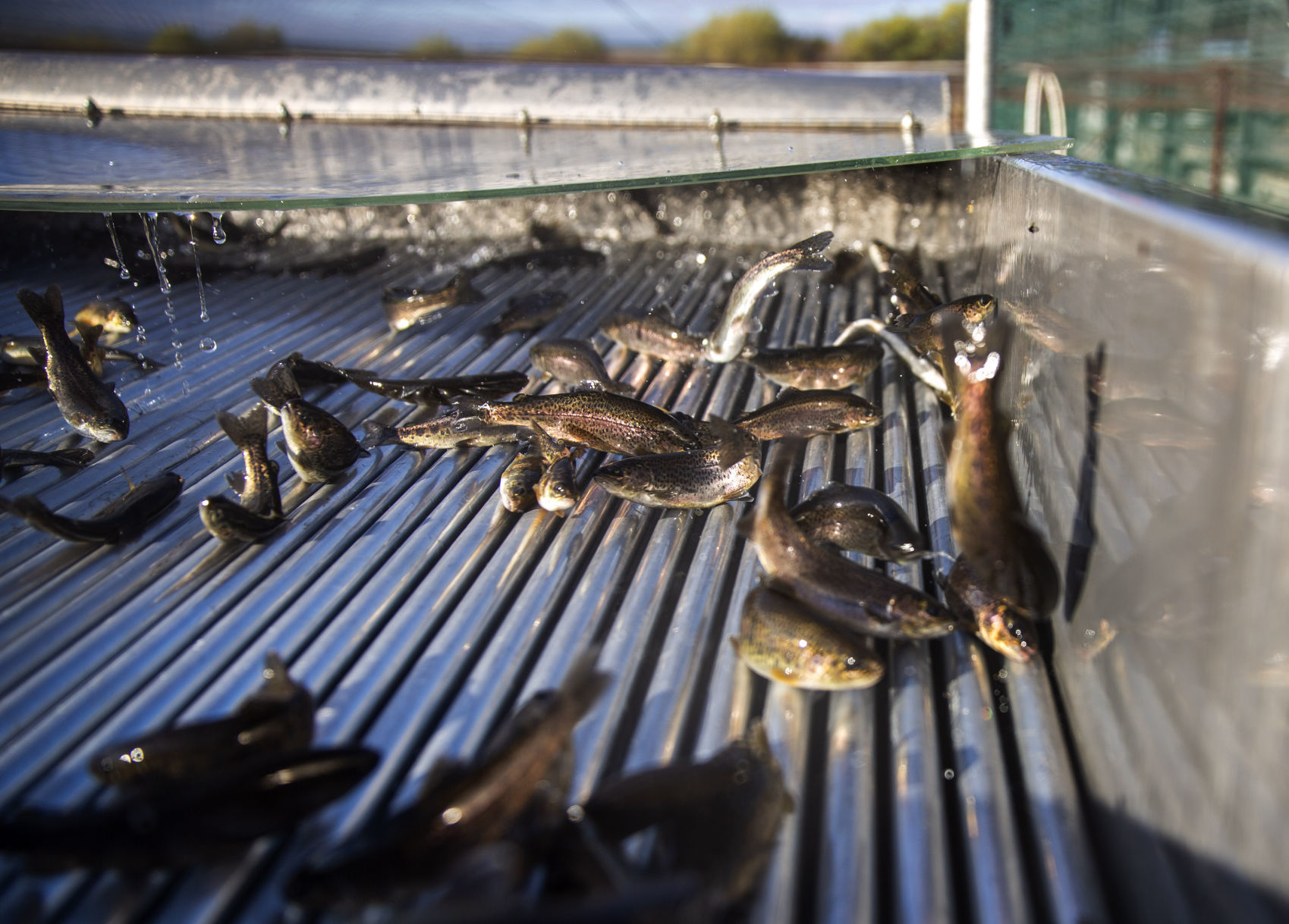 Aquaculture water